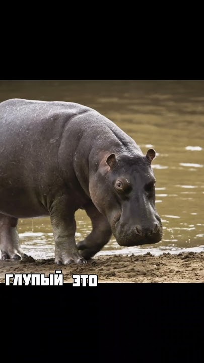 Это самое глупое животное в мире!!😲😲 - YouTube