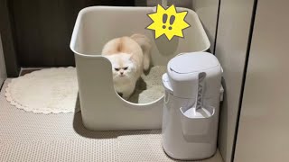 화장실이 급한 고양이의 특이한 행동