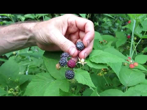 How to tell the Difference between Blackberries & Black Raspberries