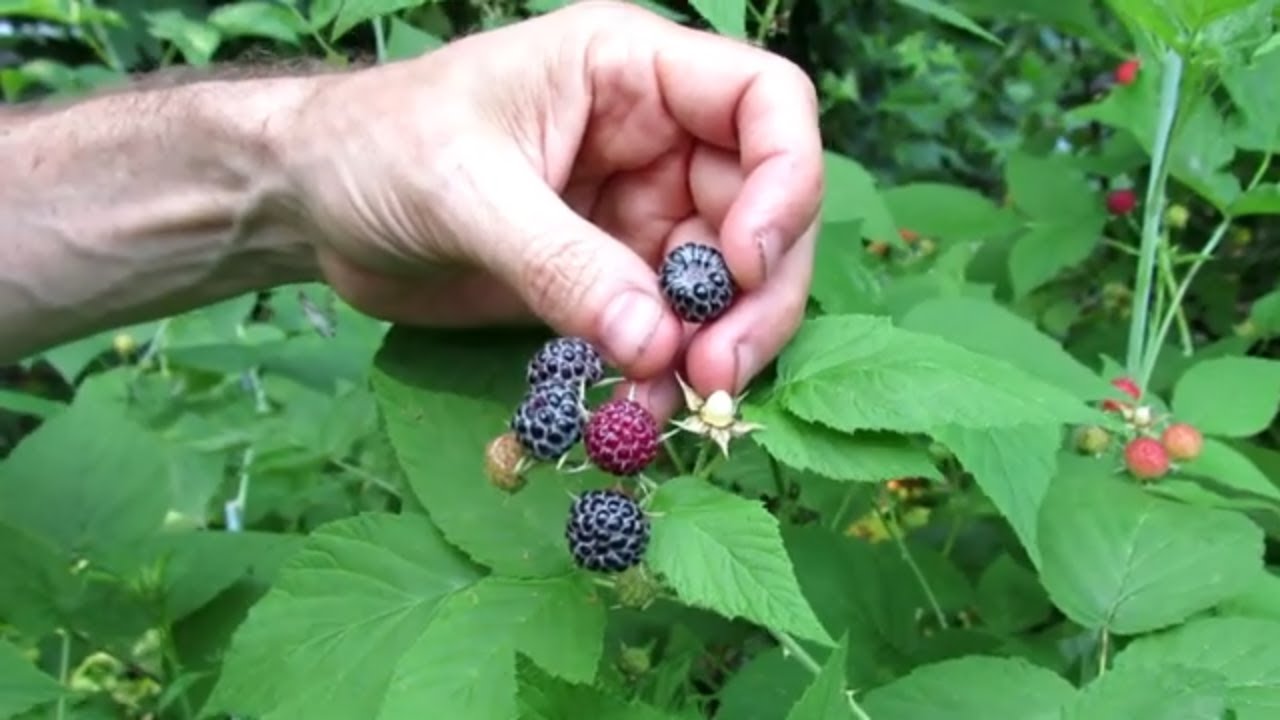 How to tell the Difference - Blackberries or Black Raspberries ? - YouTube