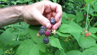 How to tell the Difference - Blackberries or Black Raspberries ?