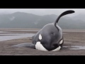 Killer Whales Beached While Hunting for Seals - Prince Rupert Adventure Tours