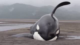 Killer Whales Beached While Hunting for Seals - Prince Rupert Adventure Tours