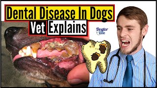 Why Does My Dog's Breath SMELL SO BAD? | Dental Disease in Dogs | Vet Explains | Dogtor Pete