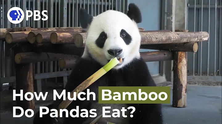 How Much Bamboo Does a Panda Consume in a Day? - DayDayNews