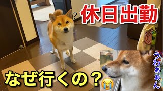 【柴犬】忙しくて休日出勤することになったお父さんを誰よりも心配する犬。