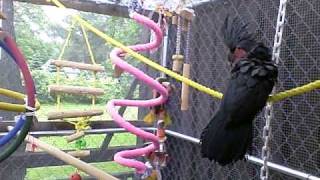 Kiya acting & talking silly 002.AVI