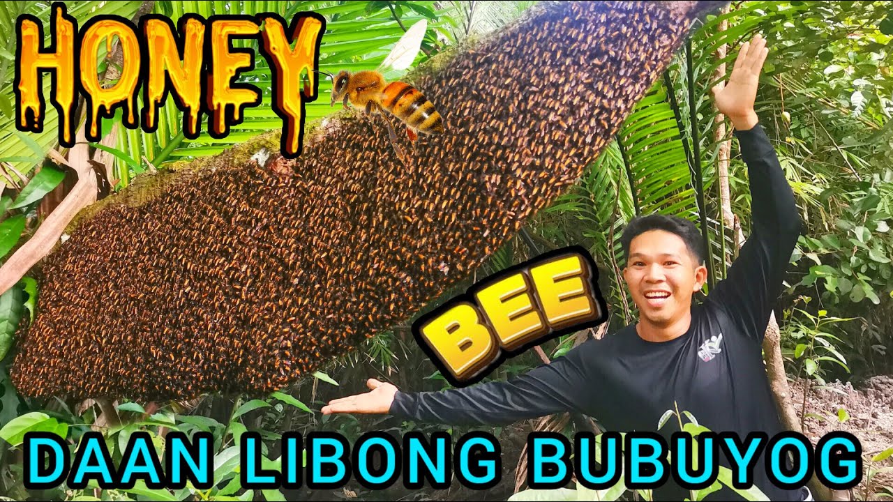 362-part1- MALAKING KUMPOL NG HONEY BEE ANG NAKITA NAMIN HABANG NANGUNGUHA NG LOKAN  | bukids