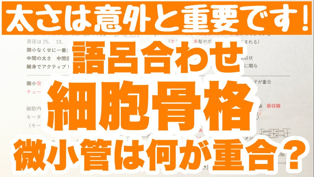 中間系フィラメント 機能 | 中間径フィラメント モータータンパク質 – NQZJBQ