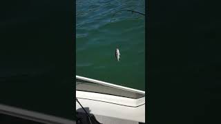 Aberystwyth fishing Nick and gaz screenshot 4