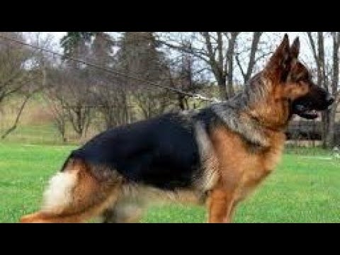 best dewormer for german shepherd