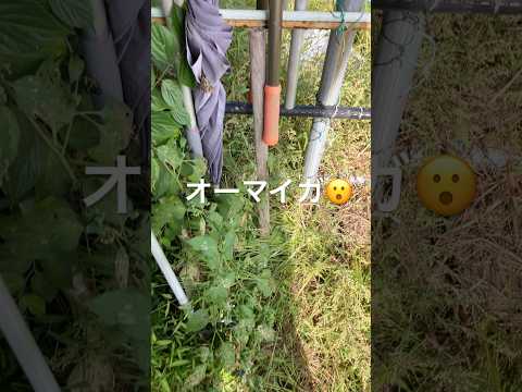 2026年10月10日