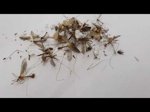 וִידֵאוֹ: עובדות מעניינות על יתושים