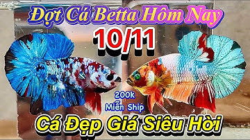 ❤️10/11/2025_Clip Betta Mới_Đẹp_Xịn_Giá Rẻ_Từ 50k_Tuyển Lựa Những Cá Thể Nổi Trội_Tơ_Sưu Tầm_Giống❤️