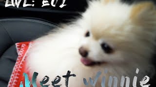 LWL \\ VLOG 2: Cutest Dog on Cape Cod