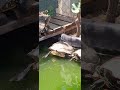 3 in 1 #tortoise #turtle #threekingdoms #pets #animals #planetarium #reptiles #coldblooded #nature