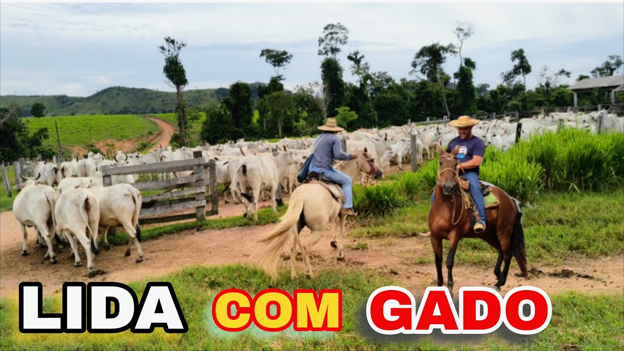 RELEMBRANDO BONS TEMPOS DA LIDA DE GADO!