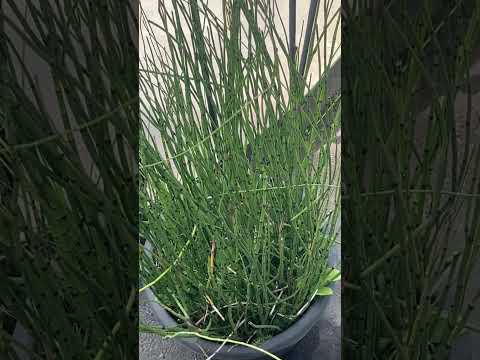 Video: Candelilla Wax Euphorbia Informații: Aflați despre Candelilla Plant Care