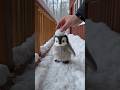 #cute #adorably #animals #penguin #cuteanimals #adorable #fluffy #癒し #ペンギン #pingüino #pets #shorts