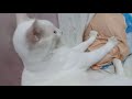 khao manee cat stressed pressing a soft pillow の動画、YouTube動画。