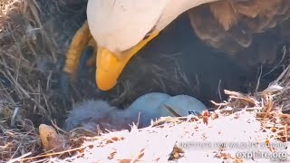 Fraser Point🦅Cruz & Andor Have A Hatchling!🐣Welcome To The World, FP1!❤️️Explore.org 2024-04-02 by Cali Condor 2,448 views 1 month ago 5 minutes, 33 seconds