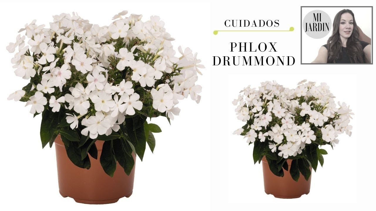 Phlox drummondii - YouTube