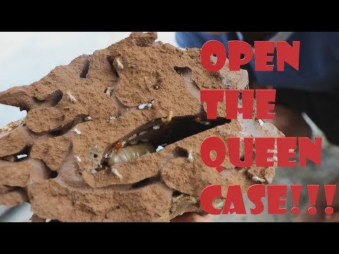 Video: Hoe vind koninginne termiete?