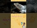 Animal sleeps for 3 years#frog #animals #animallover