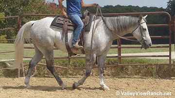Docs Highpistolannie - easy walk, jog, lope, stops! - ValleyViewRanch.net