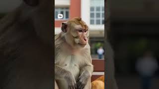 Download Lagu Pembicaraan kucing dan monyet MP3