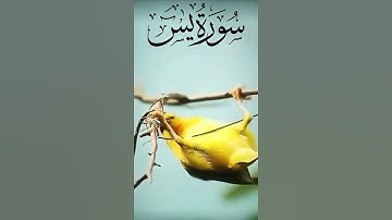 سورة يس #قرآن_كريم #اكسبلور #تيك_توك #راحة_نفسية