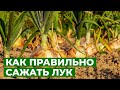 МАЛЕНЬКИЙ, ДА УДАЛЕНЬКИЙ ЛУК-СЕВОК | Посадка лука-севка в открытый грунт