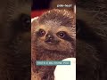 Baby Sloth Gives Flower to Owner | Shorts