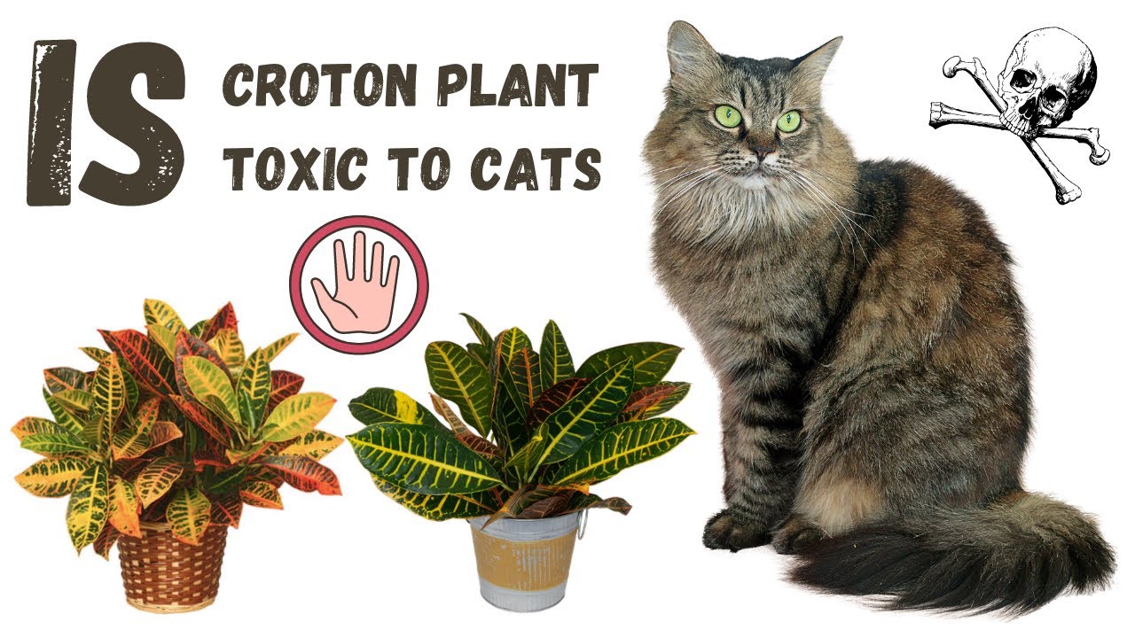 Are Croton Plants Toxic to Cats? Symptoms, Risks & Safety Tips #crotonplant  #houseplants #petsafety