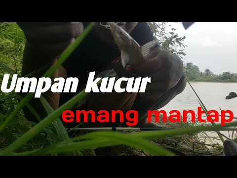 Umpan kucur | mancing baung # ep04