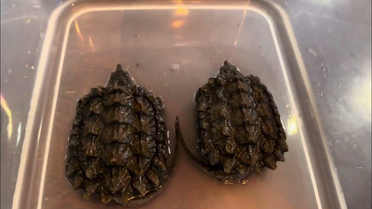 Alligator and common snapping turtle monthly weight check. - YouTube