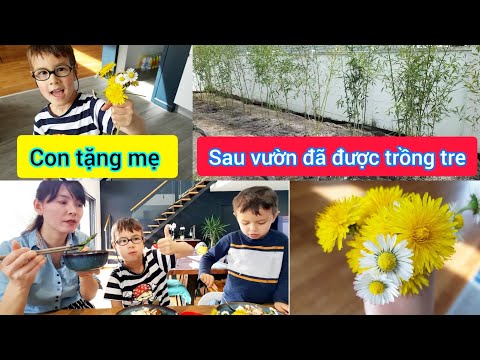 Video: Hoa Dại Khu 4 - Mẹo Trồng Hoa Dại Trong Vườn Khu 4