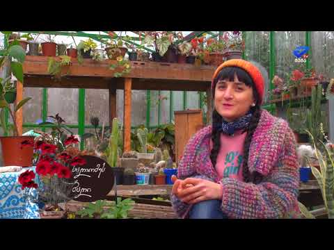 ვიდეო: შიდა მცენარეების მორწყვის წესები, სახლის ბაღის ABC - 3