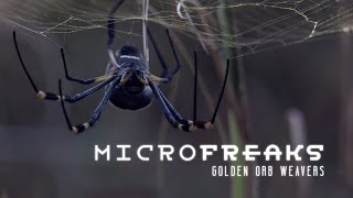 Golden orb weaver spiders: Architects of entrapment