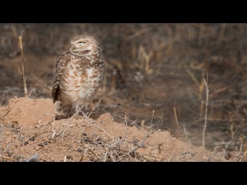 burrowing-owl-calling