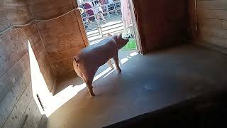 15,394: Blu Phone: Jul 29: OC Fair Visit No. 1: 2nd look at Centennial Barn benches   fake animal