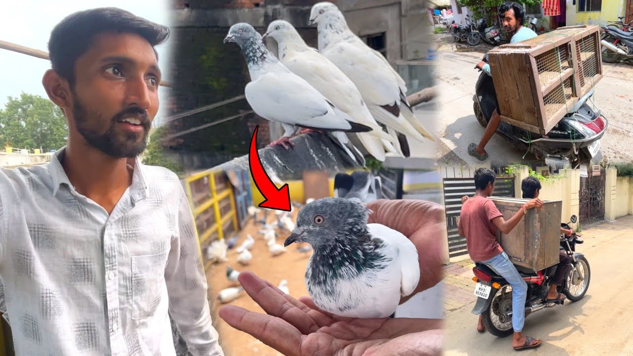 Aaj Ek Kalsira Kabootar Pakda 🥳