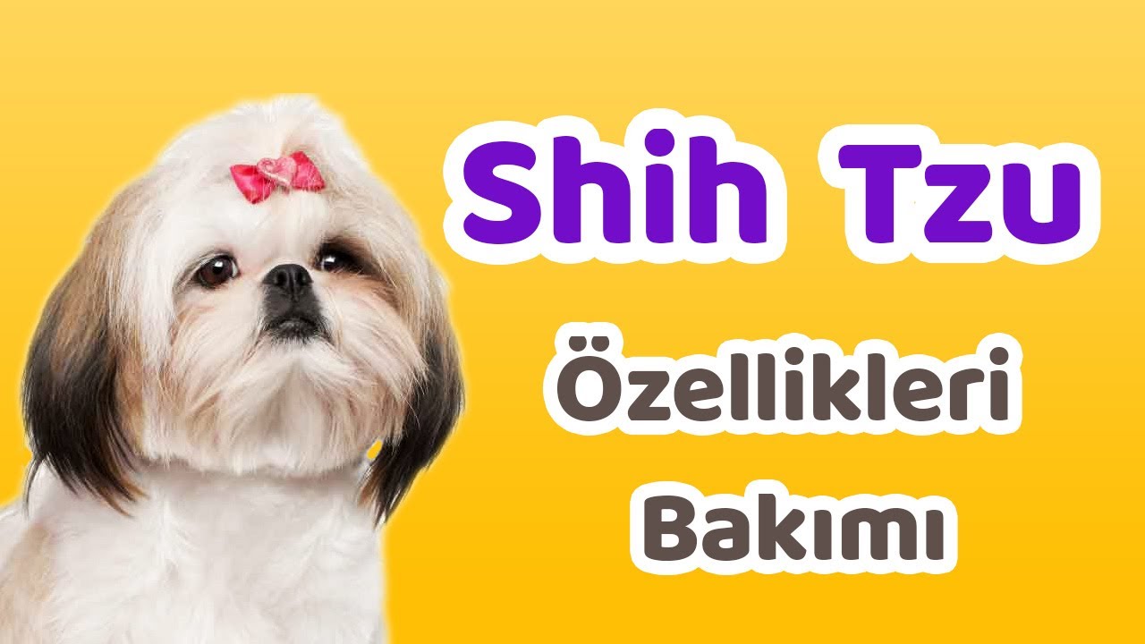 Shih Tzu Sitsu Elityavru Com