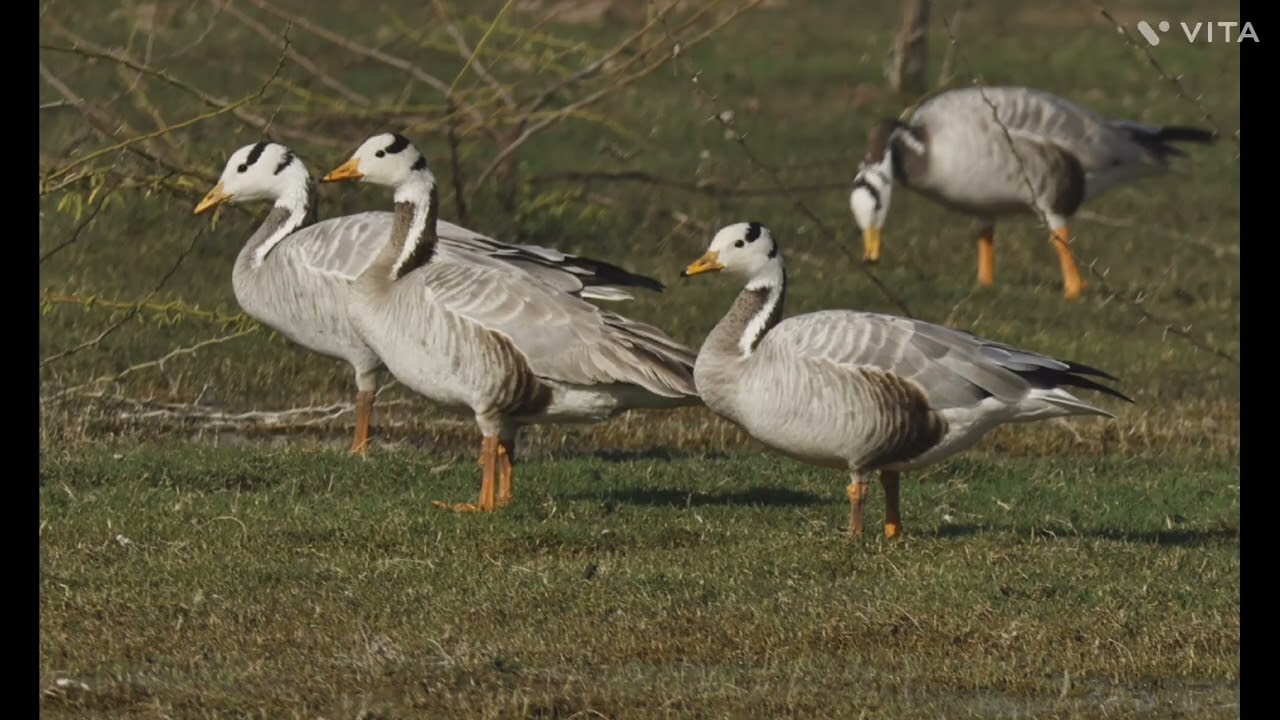 The Bar-headed Goose : The Highest Flying Bird