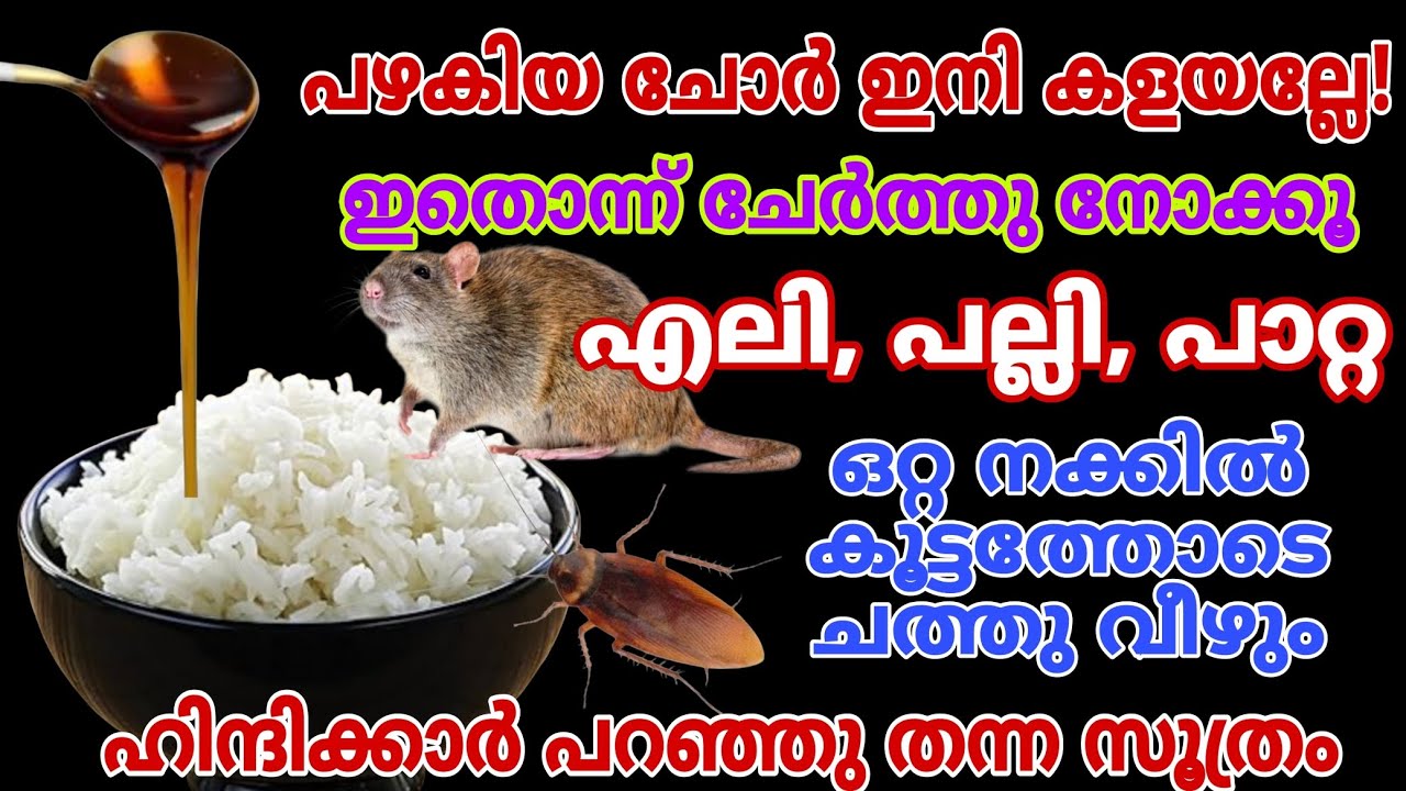 ഹിന്ദിക്കാർ ചെയ്യുന്ന സൂത്രം/എലി,പല്ലി,പാറ്റ കൂട്ടത്തോടെ ചത്തുവീഴും/#easywaytogetridofratinourhome