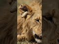 Birds helps lion to save #birds  #lion #saveanimals