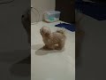 I love you your adorable #fypシ゚viral #pets #puppies #cute  #puppy