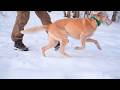 Into the Winter Silence A Snowy Forest Walk with a Dog