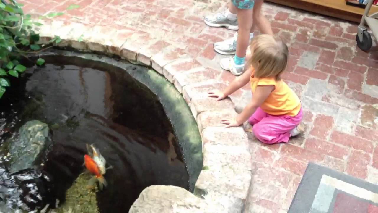 Library Fish - YouTube