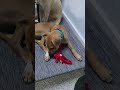 Luke video